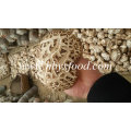 Getrocknete dicke weiße Blume Shiitake Pilz